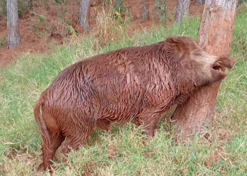 Alerta por la aparición de una especie animal invasora en una chacra de Misiones