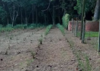 El laberinto vegetal de Montecarlo se recupera y estaría avanzado para octubre