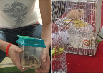 Uno de cada 25 hogares posadeños posee especies no convencionales como mascotas