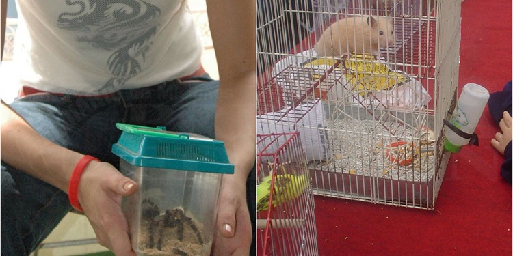 ¿MODA? El comercio de animales es un asunto de salud pública y con los datos del RAC se espera una intervención.