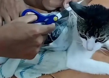 “Narco michi”: un gato fue detenido por ingresar droga a una cárcel