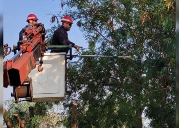Por operativo de poda, este jueves habrá cortes programados de energía en Posadas