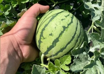 Sandías baby: una alternativa para cultivar en contra estación