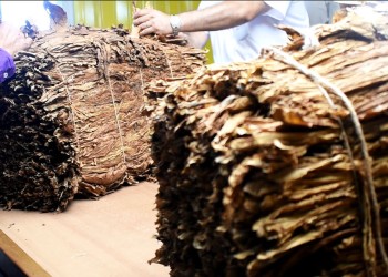 El acopio de tabaco ya superó los 33 millones de kilos en Misiones
