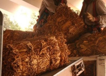 Una campaña histórica en Misiones deja un excedente de tabaco sin comprador