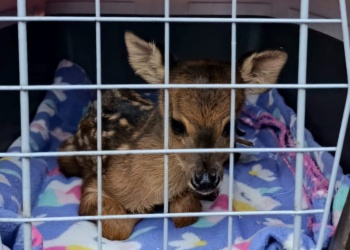 Operativo rescate en Guaraní: “Bambi” estaba herida y en cautiverio