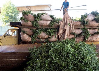 Alarma yerbatera: secaderos empezaron a bajar el precio a menos de $200 el kilo