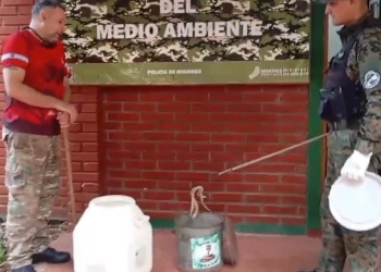 Capturaron un ejemplar de yarará en uno de los accesos de Garupá