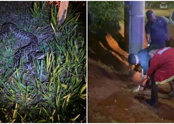 No era su vecina: tomaba mate en una plaza y se topó con una yarará de un metro y medio