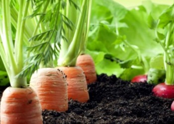 Qué sembrar en mayo para una rápida cosecha