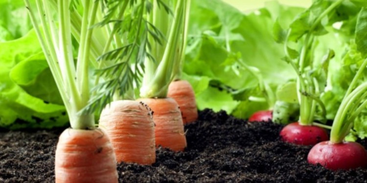 PRODUCCIÓN. En otoño, cuando las temperaturas bajan un poco más, se recomienda sembrar zanahorias y rabanitos.
