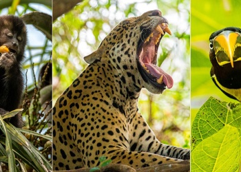 Misiones celebra la Semana de la Biodiversidad con actividades científicas, artísticas y lúdicas
