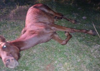 Candelaria: encontraron a un caballo herido en la banquina de la ruta 12