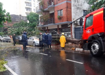 Múltiples caídas de árboles, postes y daños en distintos puntos de Posadas por el temporal
