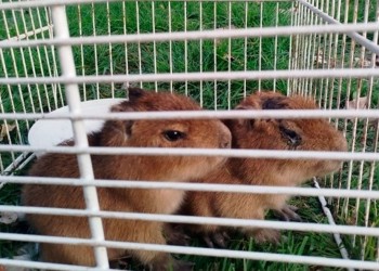 Rescatan carpinchos bebés a punto de convertirse en “milanesas de capibara”