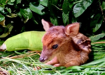 El milagro de la vida: se rehabilita la corzuela colorada enana hallada al borde de la muerte
