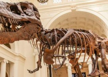 “Dinonegacionistas”: piensan que los dinosaurios nunca existieron y todo fue orquestado por científicos