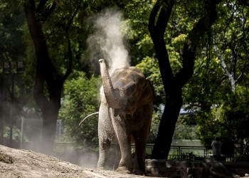 Se cumplen 5 años de la travesía de la elefanta Mara por Misiones