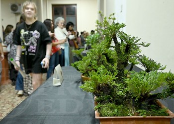 El arte milenario del bonsái se luce en la Casa de Gobierno