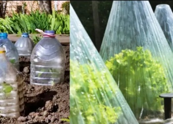 Cómo proteger a la huerta de los días de frío y helada en invierno