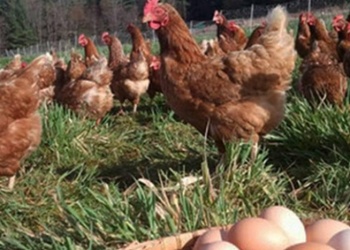 Fertilizantes con huevo y biogás: un nuevo modelo circular del agro