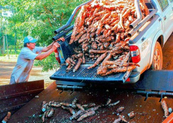 El sector mandioquero complicado por la caída de la producción y baja rentabilidad