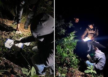 Secuestran marihuana valuada en más de siete millones de pesos en San Pedro