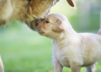 La llegada de otro perro a casa