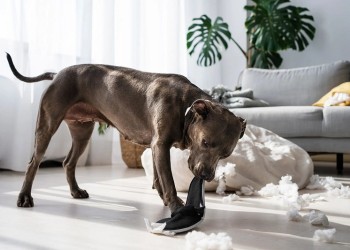 Problemas de comportamiento en perros