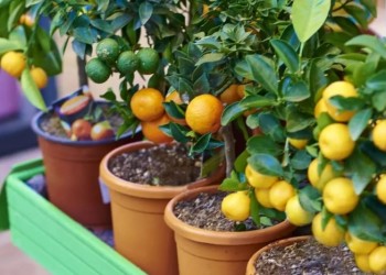 Recomendaciones para plantar un naranjo en macetas