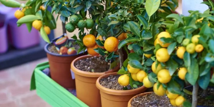 Con los cuidados correspondientes, los naranjos de maceta pueden brindar muchos frutos.