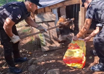 Rescatan un oso hormiguero que ingresó a una chacra en Panambí