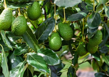 Palta Hass: una producción en auge en las chacras misioneras
