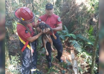 Salvaron a un perro que cayó a pozo de 10 metros de profundidad