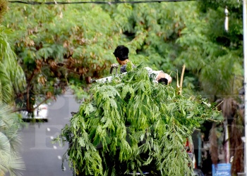 Podar un árbol y retirar las ramas puede costar desde 250 mil pesos para arriba