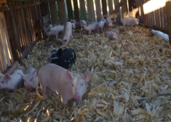 Cama profunda: menos agua, más bienestar animal y un modelo más verde