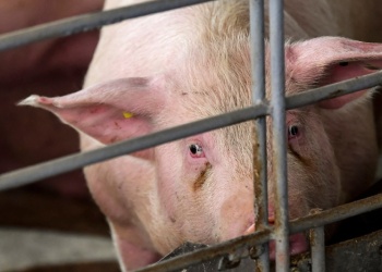Las granjas porcinas pudieron recuperar rentabilidad en 2025