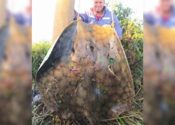 Capturaron una raya gigante durante jornada de pesca nocturna