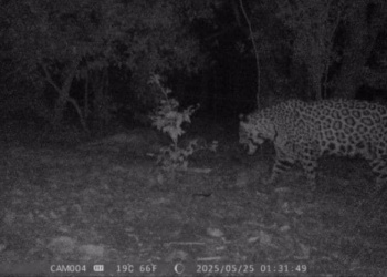 Detectan un ejemplar juvenil de yaguareté que todavía no estaba siendo monitoreado