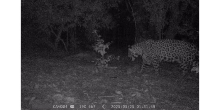 DE PASEO. El felino fue captado por una cámara trampa privada cuando deambulada en plena noche.
