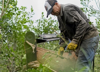 Molineros atribuyen la caída del valor de la yerba al “aumento de la producción”