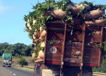 Yerbateros anticipan una histórica baja en la producción por los precios caídos