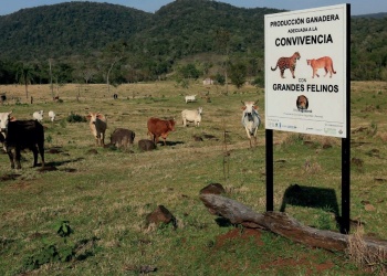 “Las respuestas a depredaciones de  los yaguaretés fueron inadecuadas”