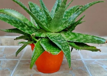 Aloe vera en maceta: aprovechar sus beneficios todo el año