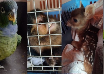 Rescatan a un mono, un venado y seis aves silvestres en Misiones