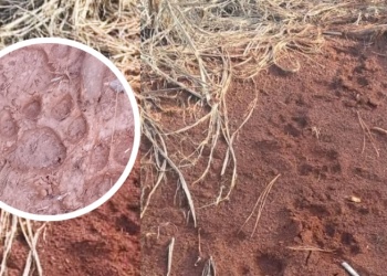 Hubo un nuevo ataque de yaguareté en la zona de colonias de Wanda