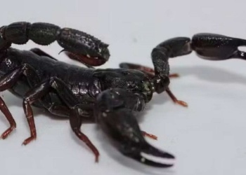 Aseguran que veneno de escorpión ayuda a combatir el cáncer de mama