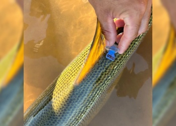 La increíble distancia que recorrió un dorado: 600 kilómetros en apenas 16 días