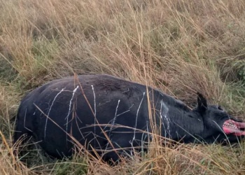 Goya: una vaca apareció mutilada y temen por el “chupacabras”