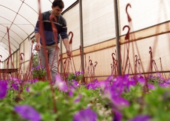 La floricultura de la provincia avanza con un plan estratégico